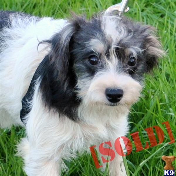 JASMINE-- ADORABLE  FEMALE JACKACHON PUPPY